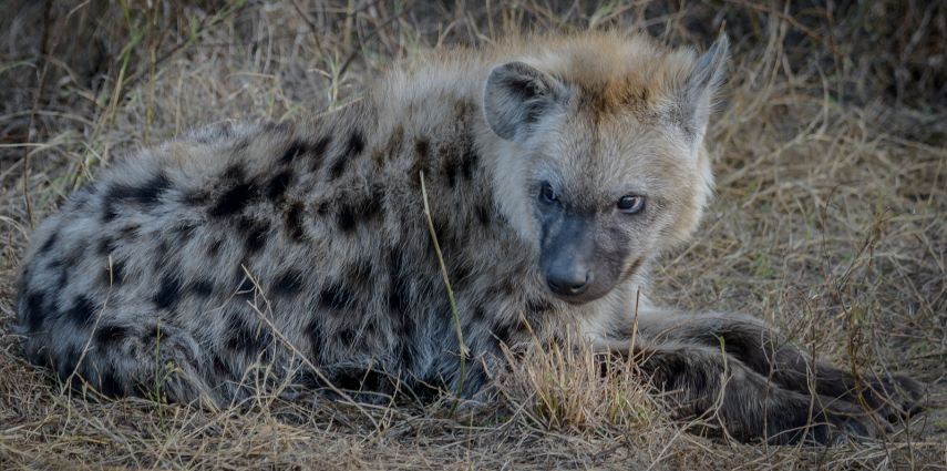 South African National Parks